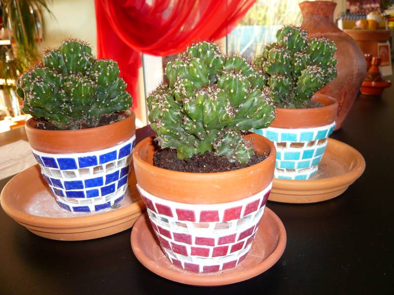REMEDIOS_CACTUS.JPG